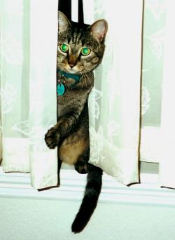 Purrfect Health Cat Hospital
