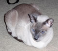 Gracie